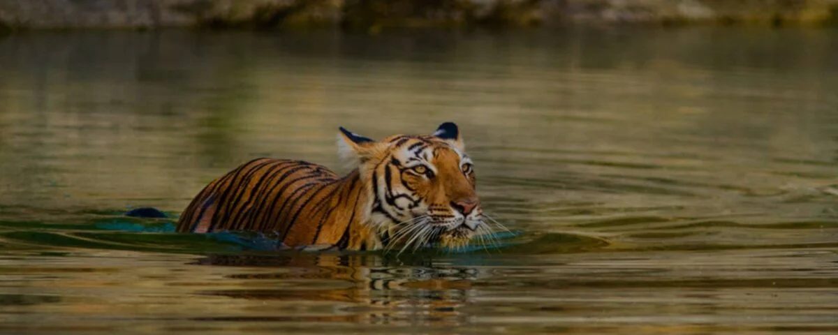 Ranthambore — royal Bengal tiger in Ranthambore National Park
