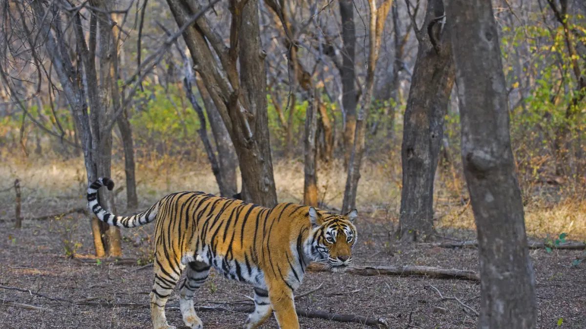 Bengal tiger at Ranthambore National Park — wildlife safari tour Rajasthan